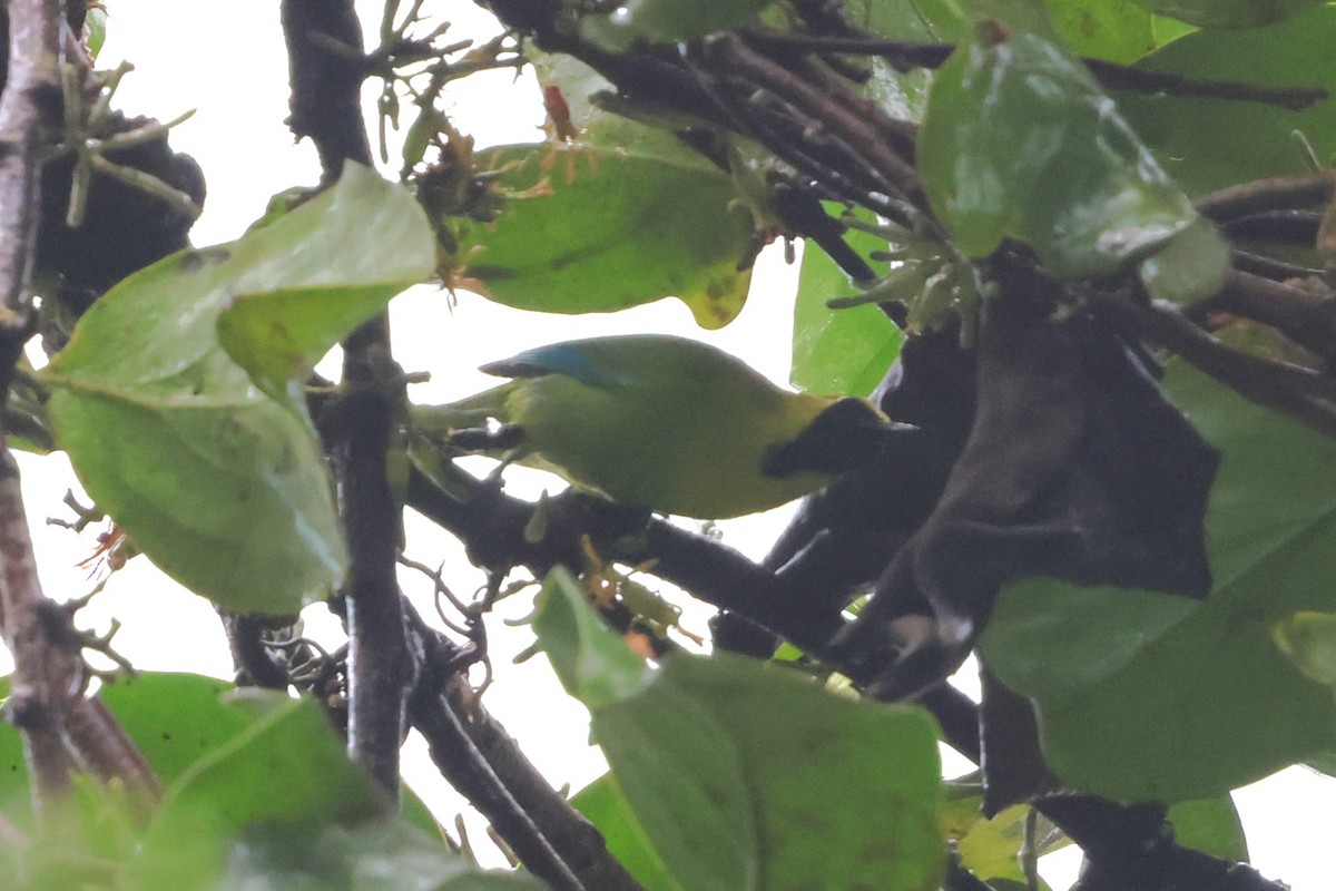 sýkavka molucká - ML647215133