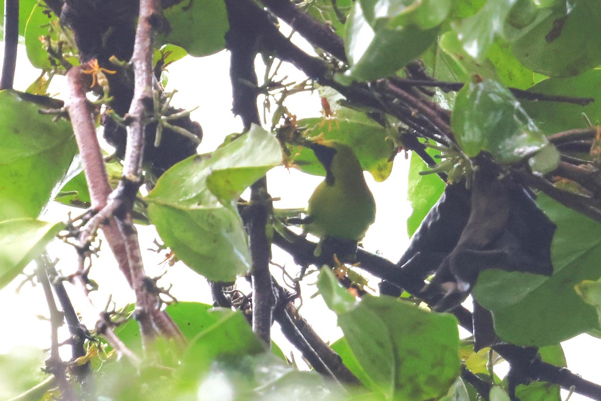 sýkavka molucká - ML647215134