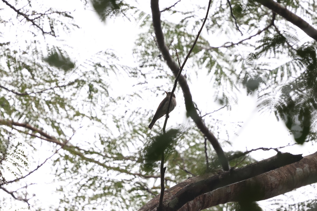 Large Woodshrike - ML647215138
