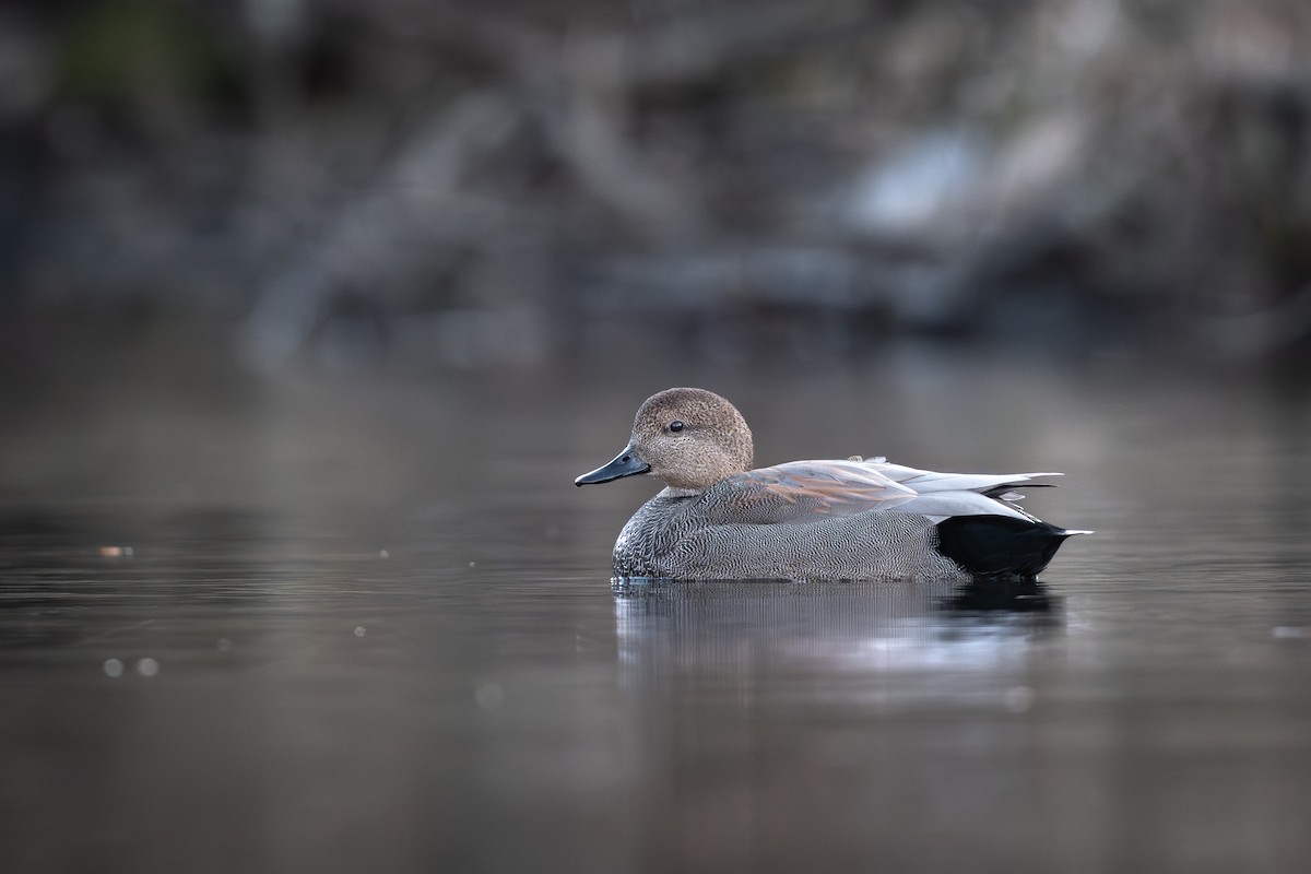 kopřivka obecná - ML647215142