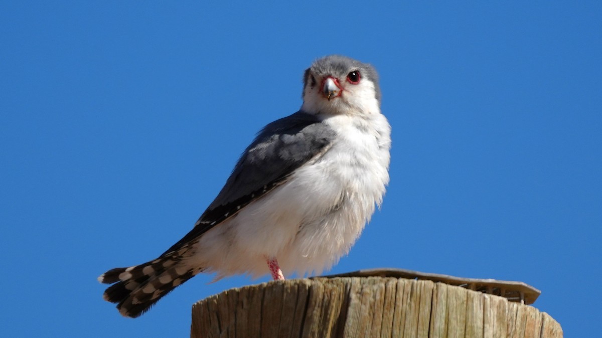 Pygmy Falcon - ML647215162