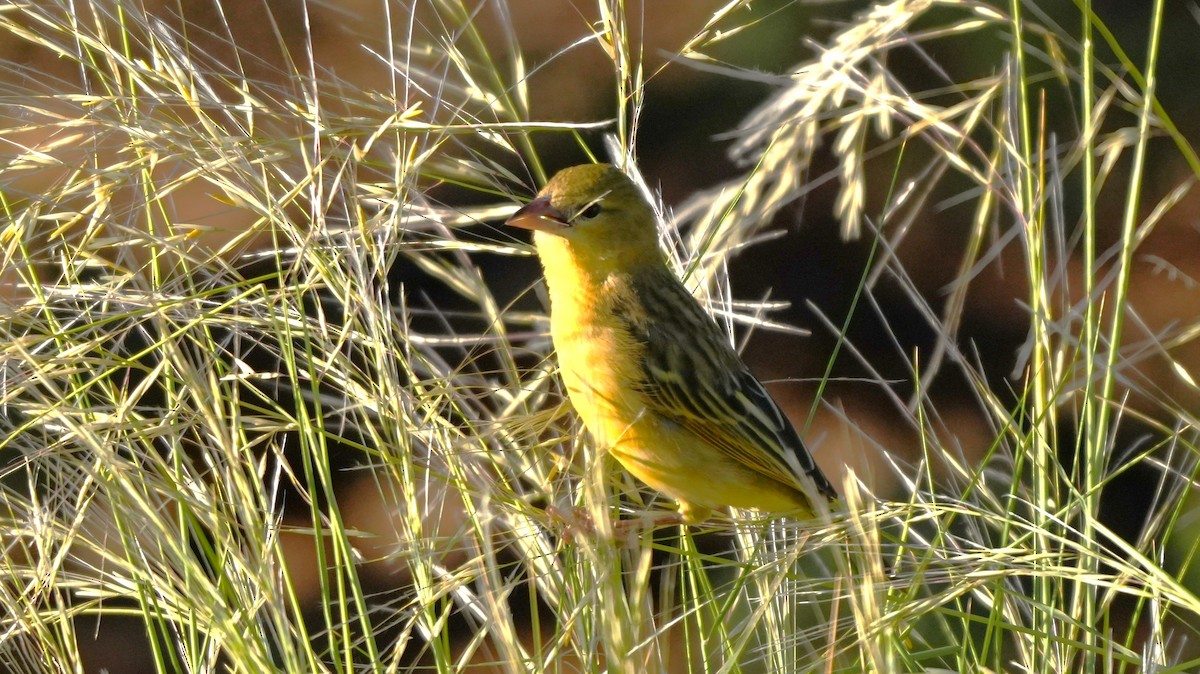Southern Masked-Weaver - ML647215168