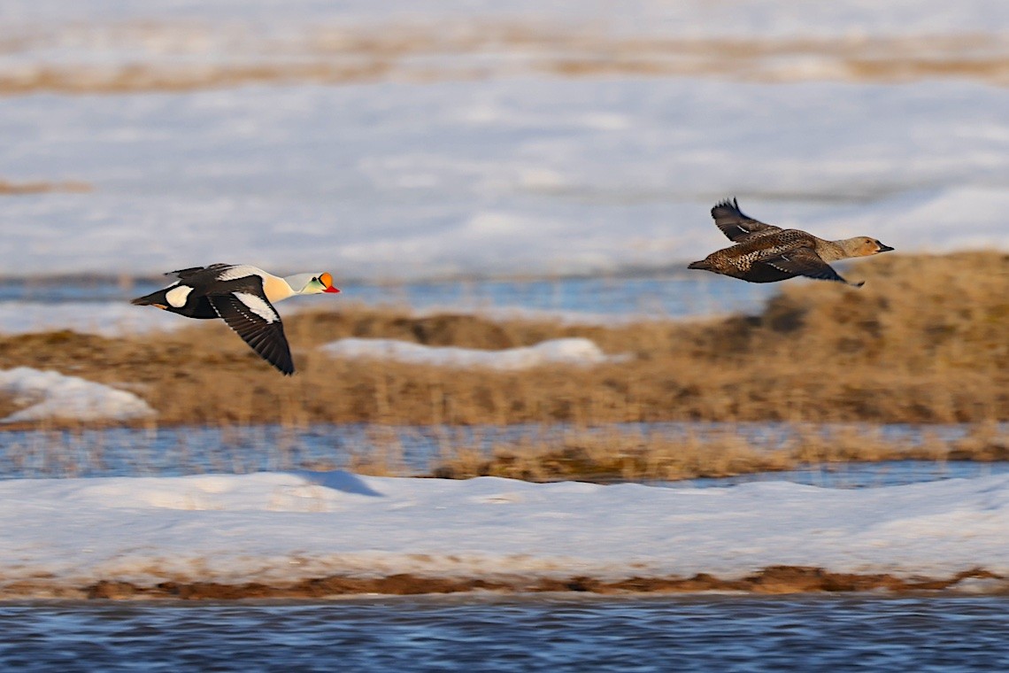 King Eider - ML647215184