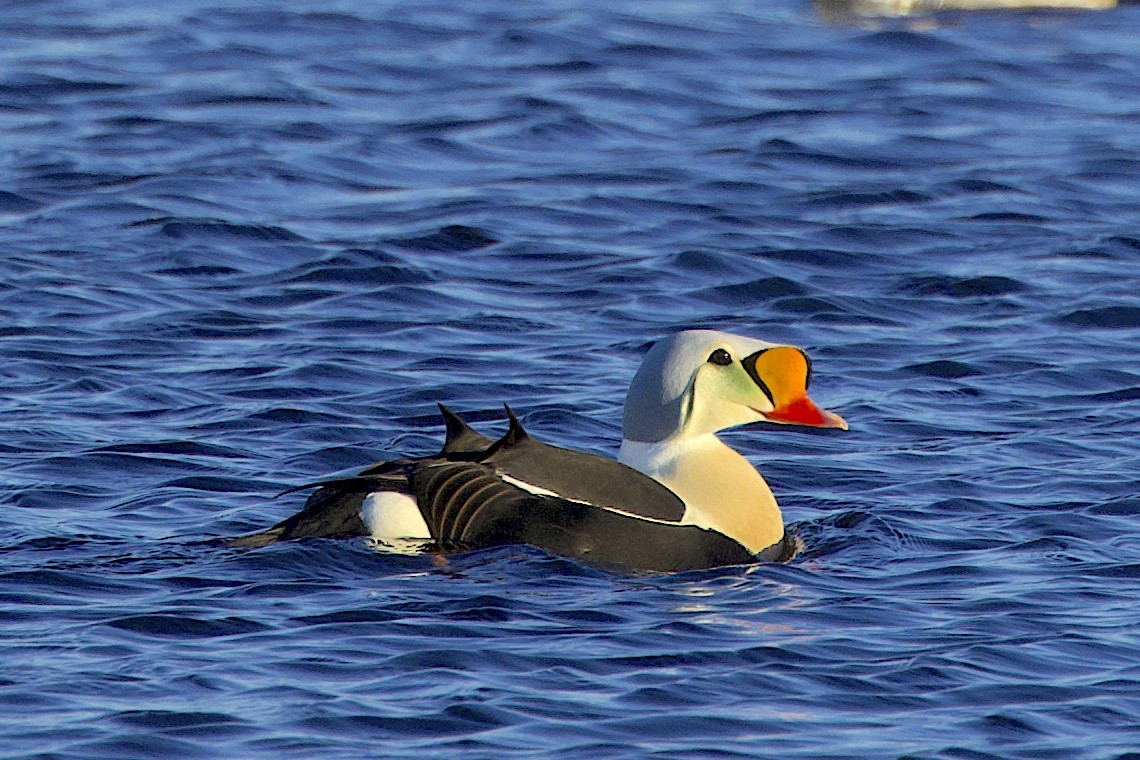King Eider - ML647215185