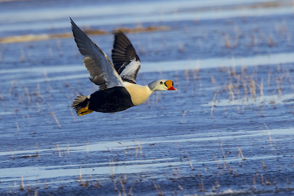 King Eider - ML647215186