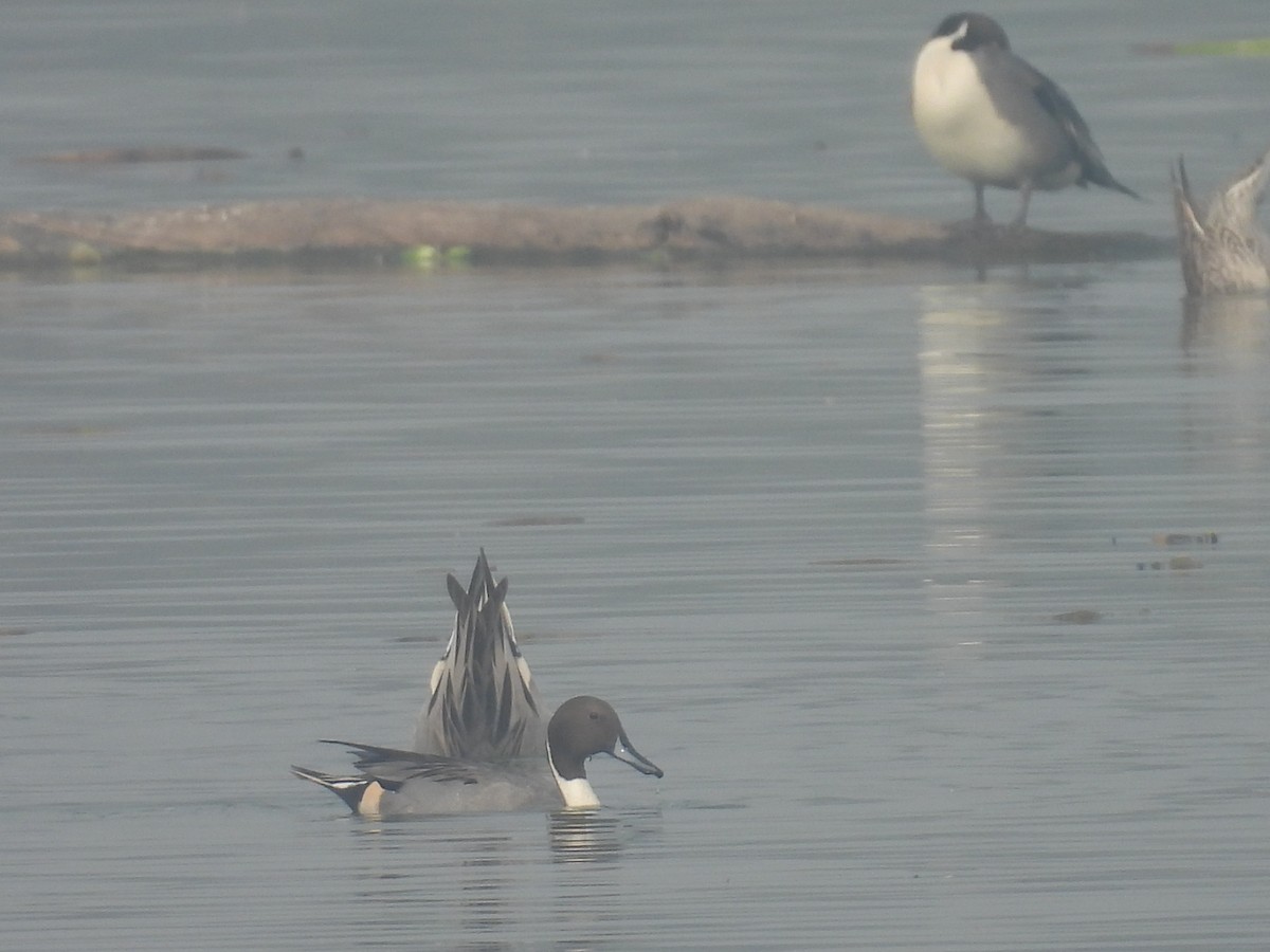 Codone - ML647215190