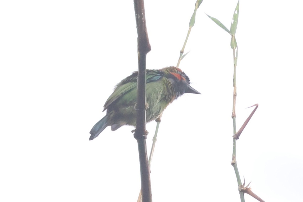 Blue-eared Barbet - ML647215195