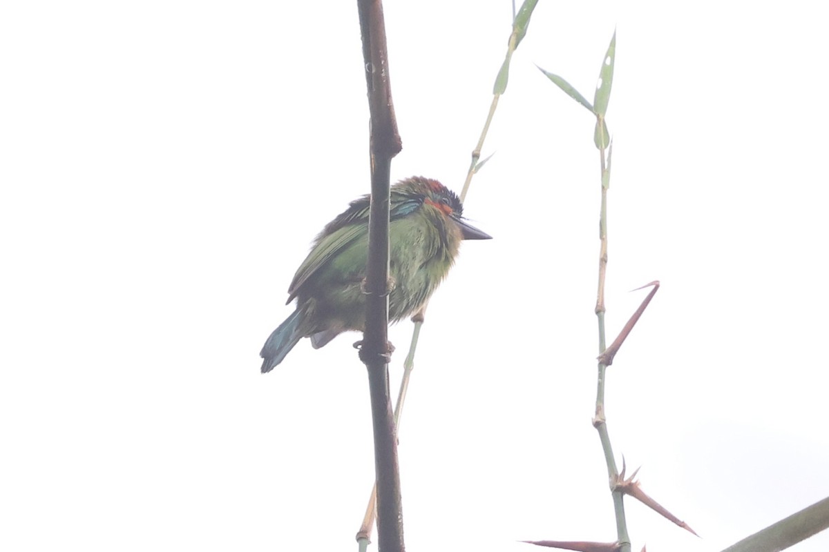 Blue-eared Barbet - ML647215196