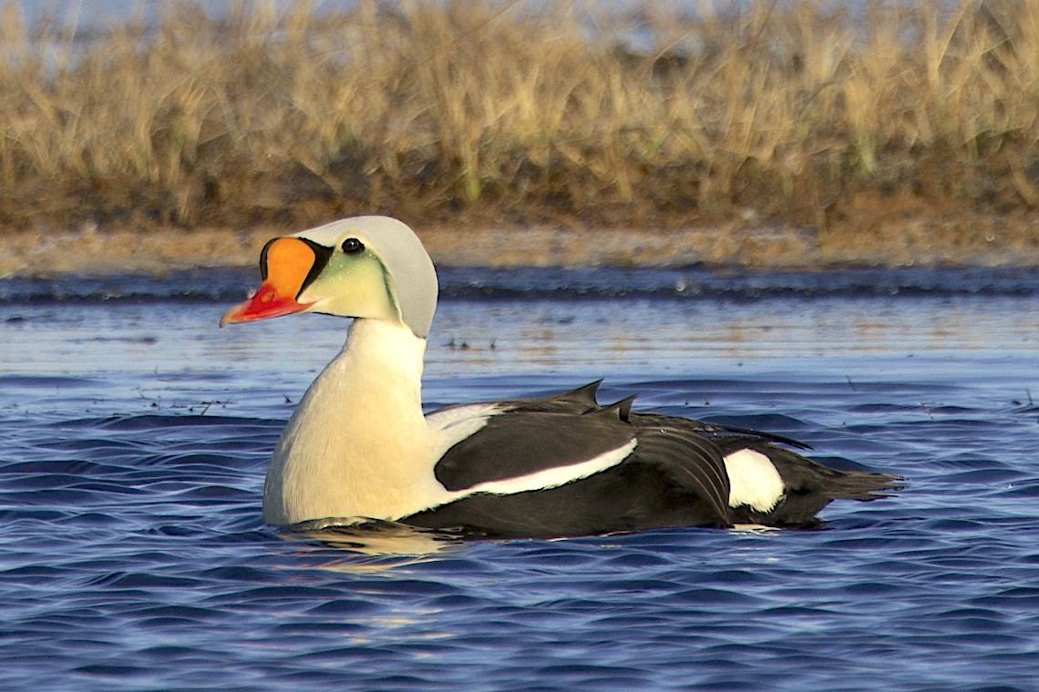King Eider - ML647215211