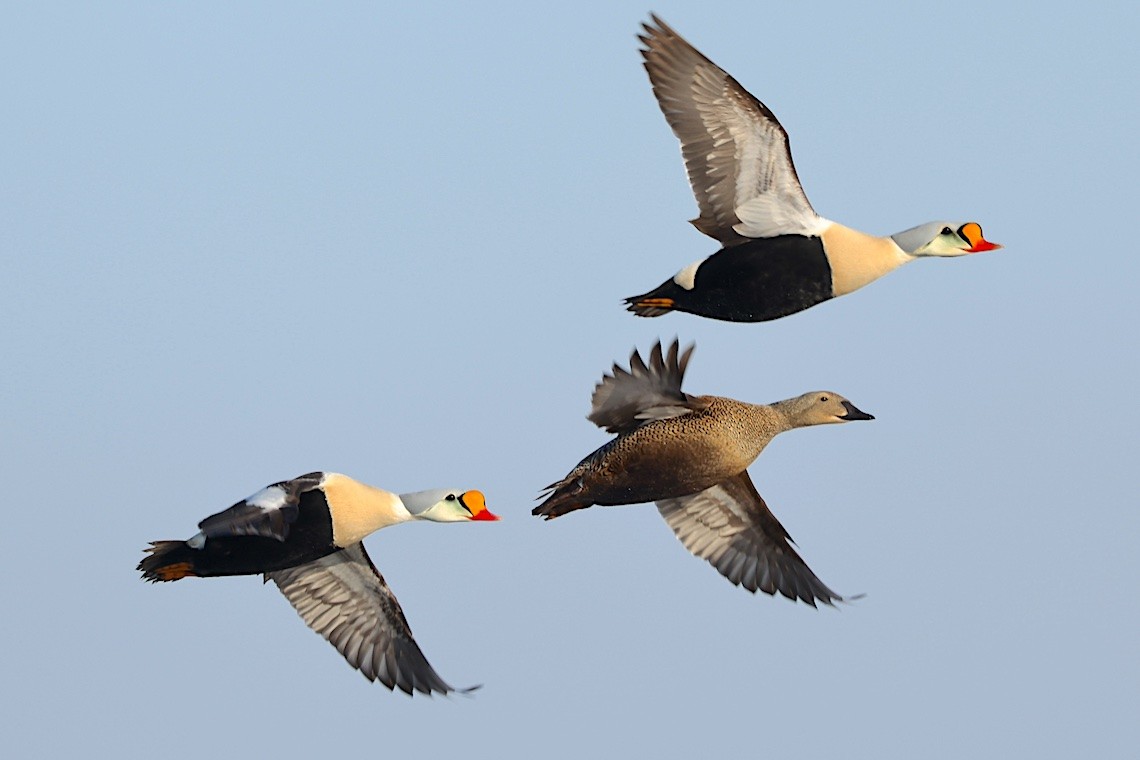 King Eider - ML647215212