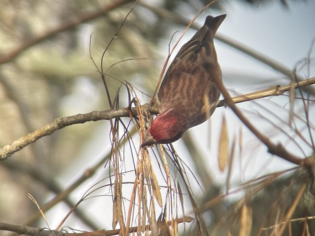 Purpurgimpel - ML647215214