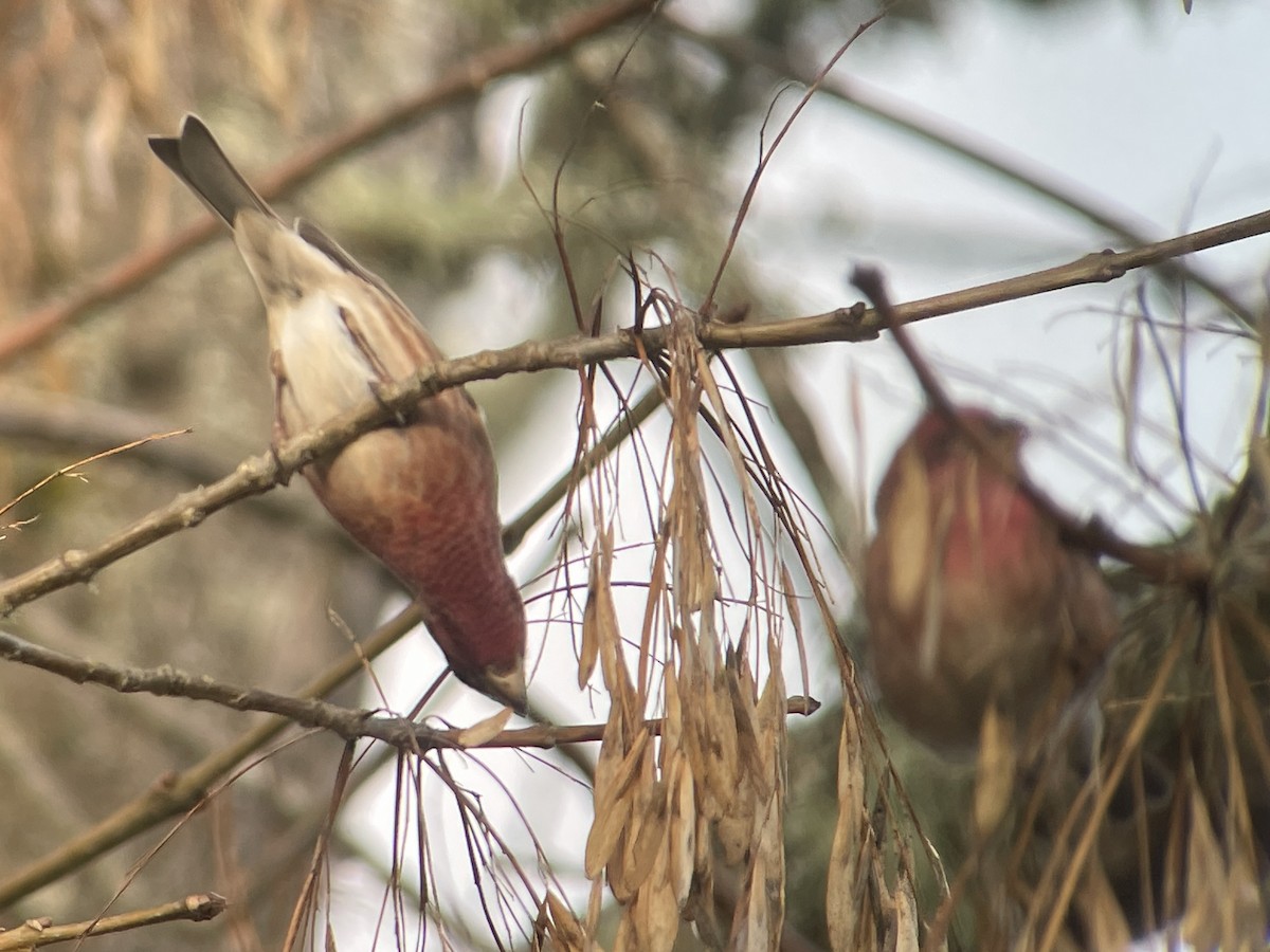 Purpurgimpel - ML647215215