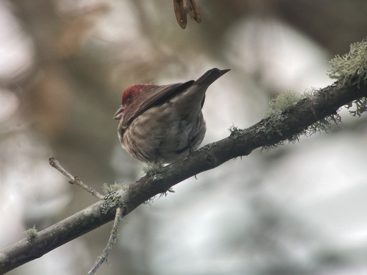 Purpurgimpel - ML647215216