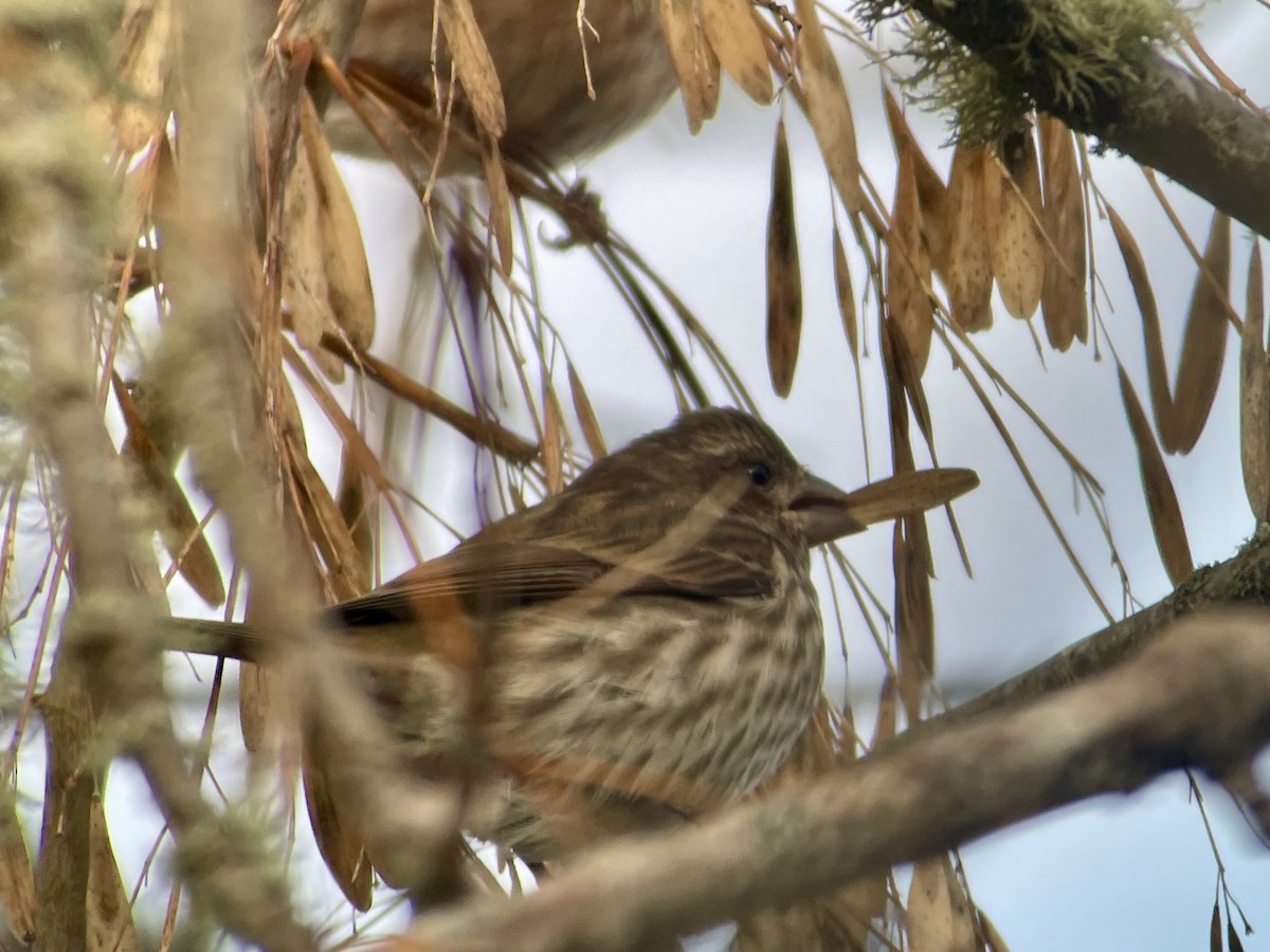 Purpurgimpel - ML647215217