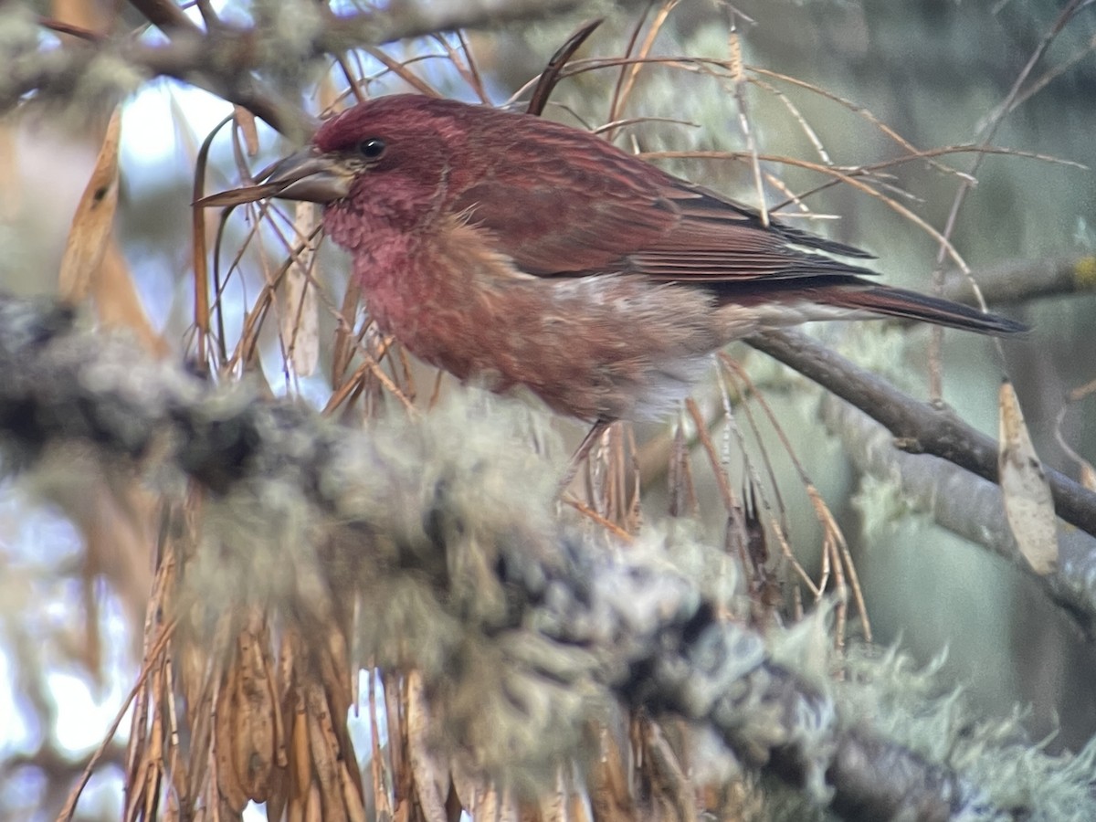 Purpurgimpel - ML647215218