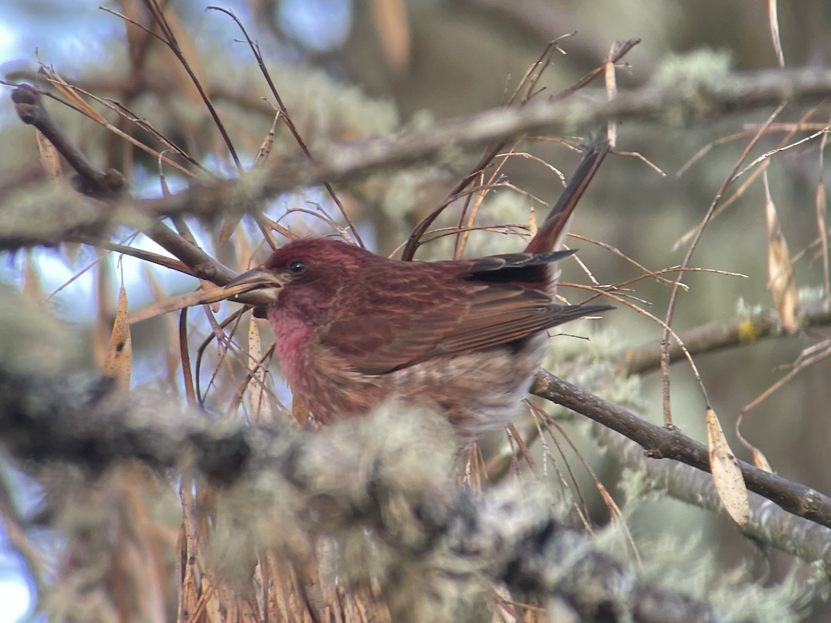 Purpurgimpel - ML647215219