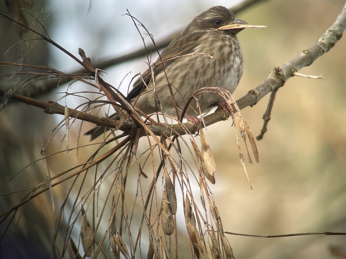 Purpurgimpel - ML647215220