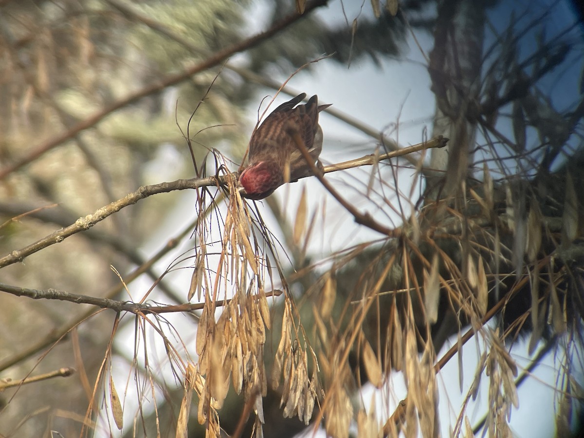 Purpurgimpel - ML647215221