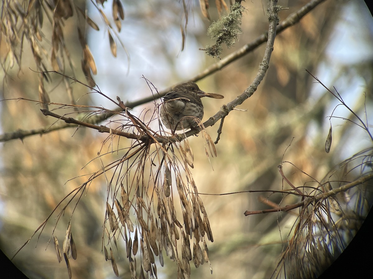 Purpurgimpel - ML647215222