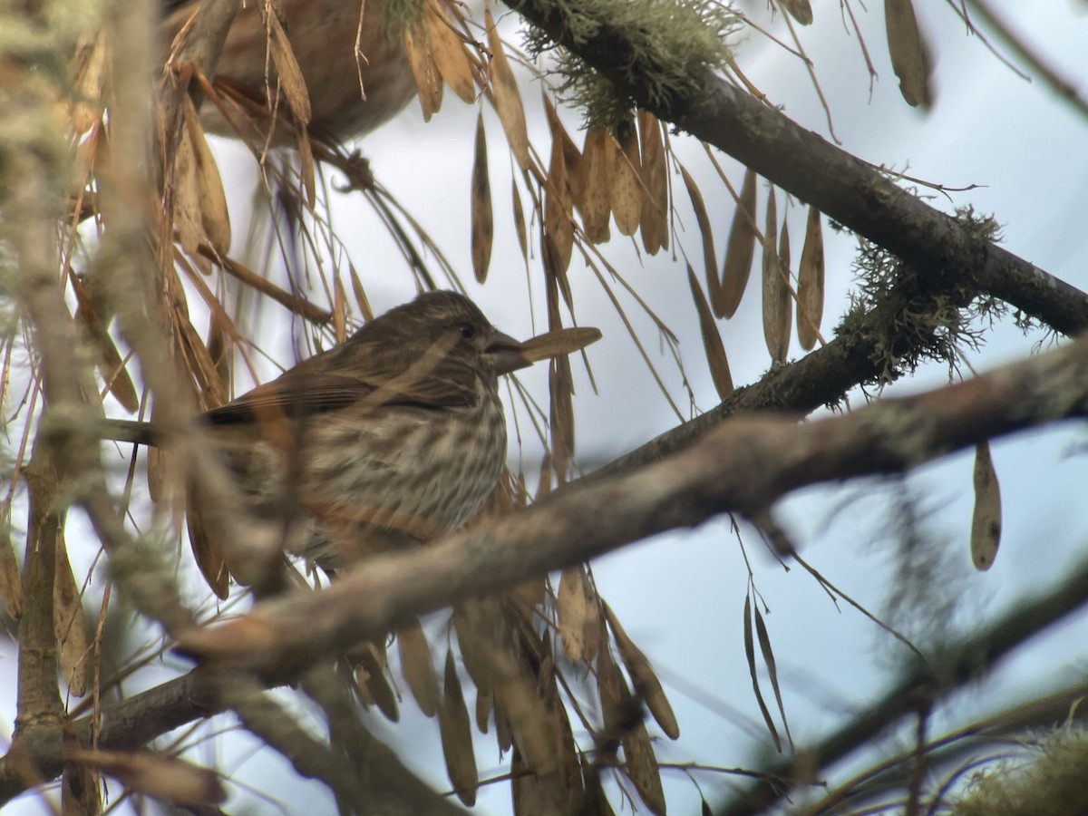 Purpurgimpel - ML647215223