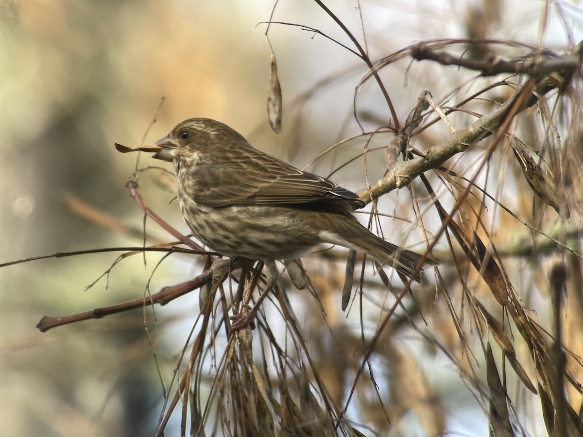 Purpurgimpel - ML647215224