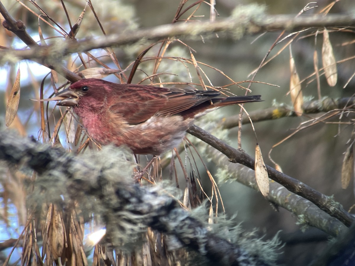 Purpurgimpel - ML647215225