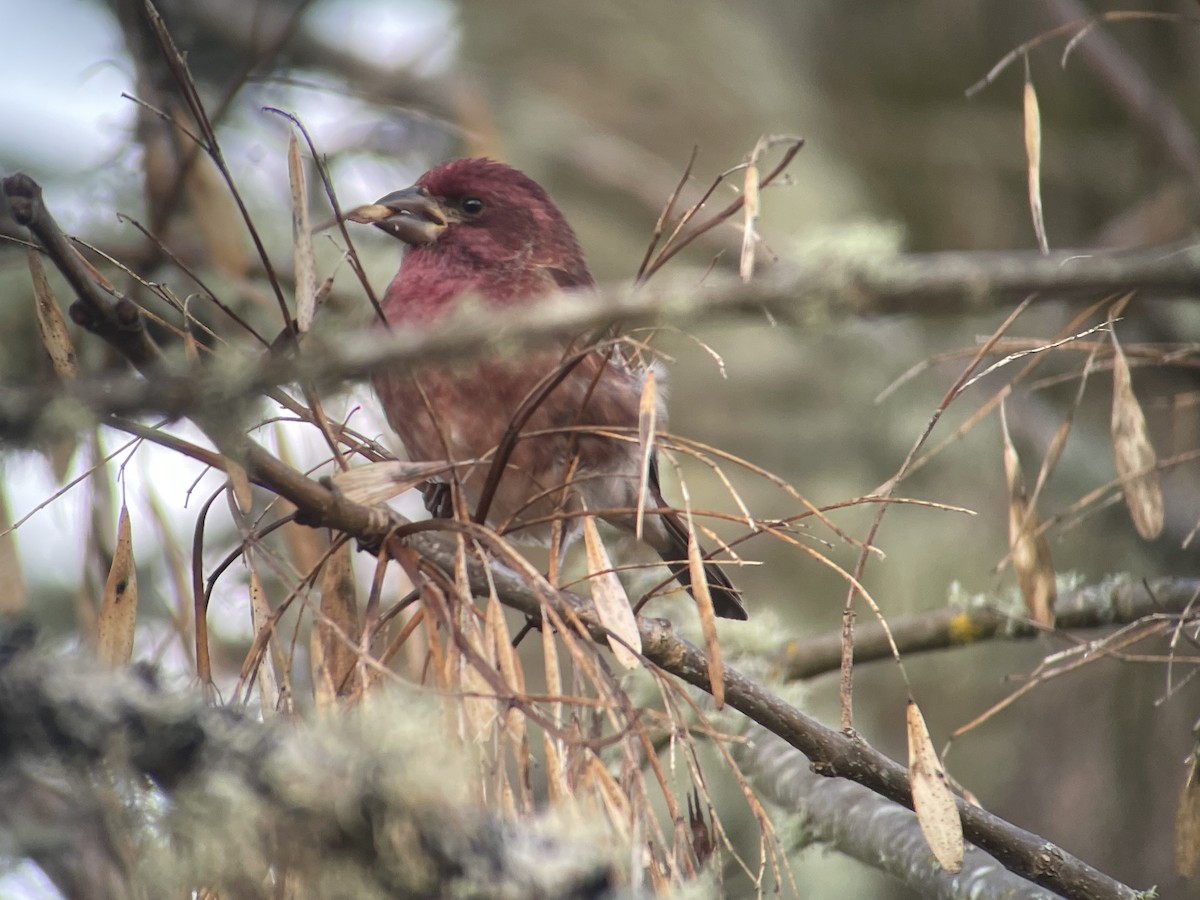 Purpurgimpel - ML647215226