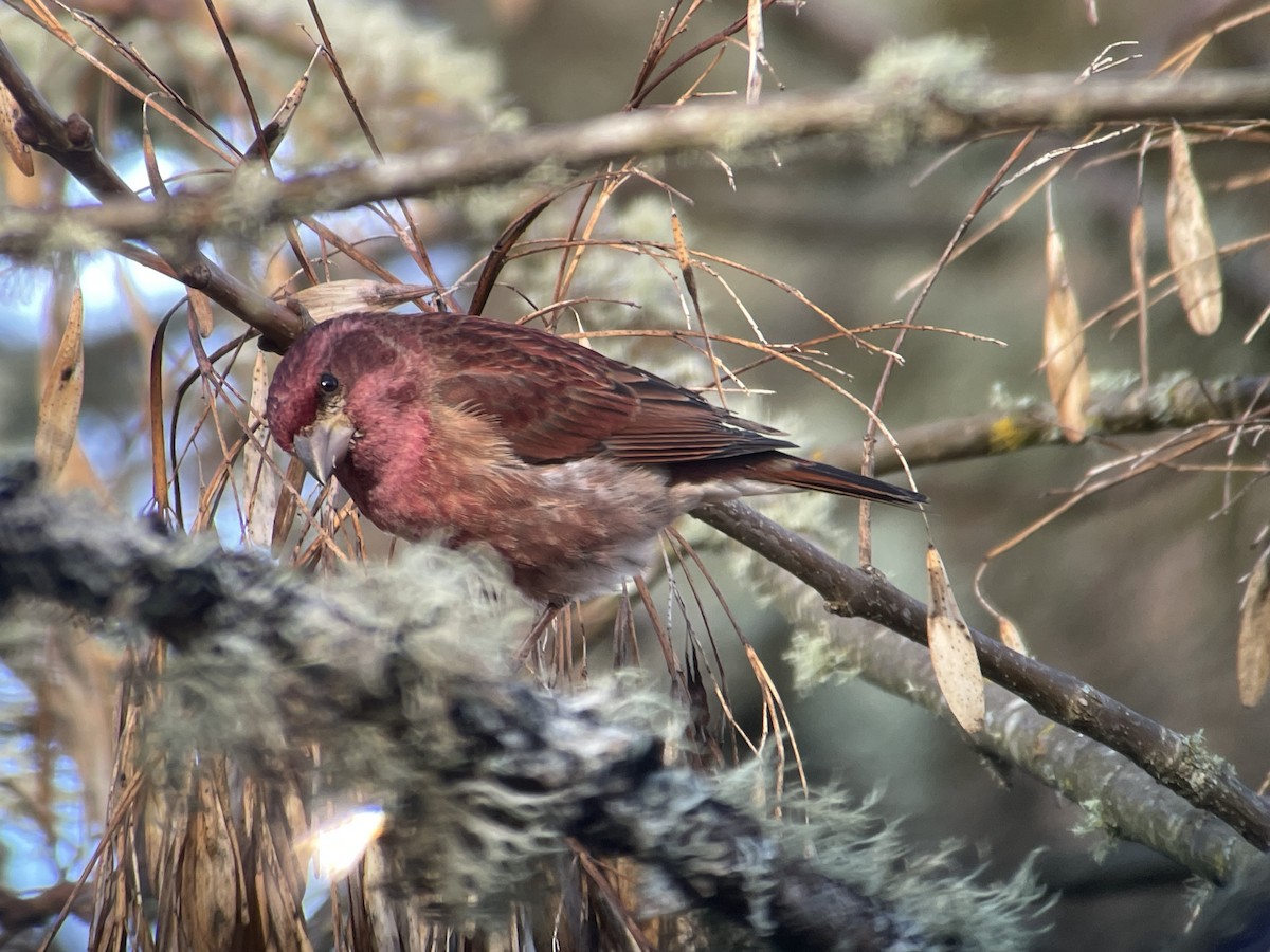 Purpurgimpel - ML647215227