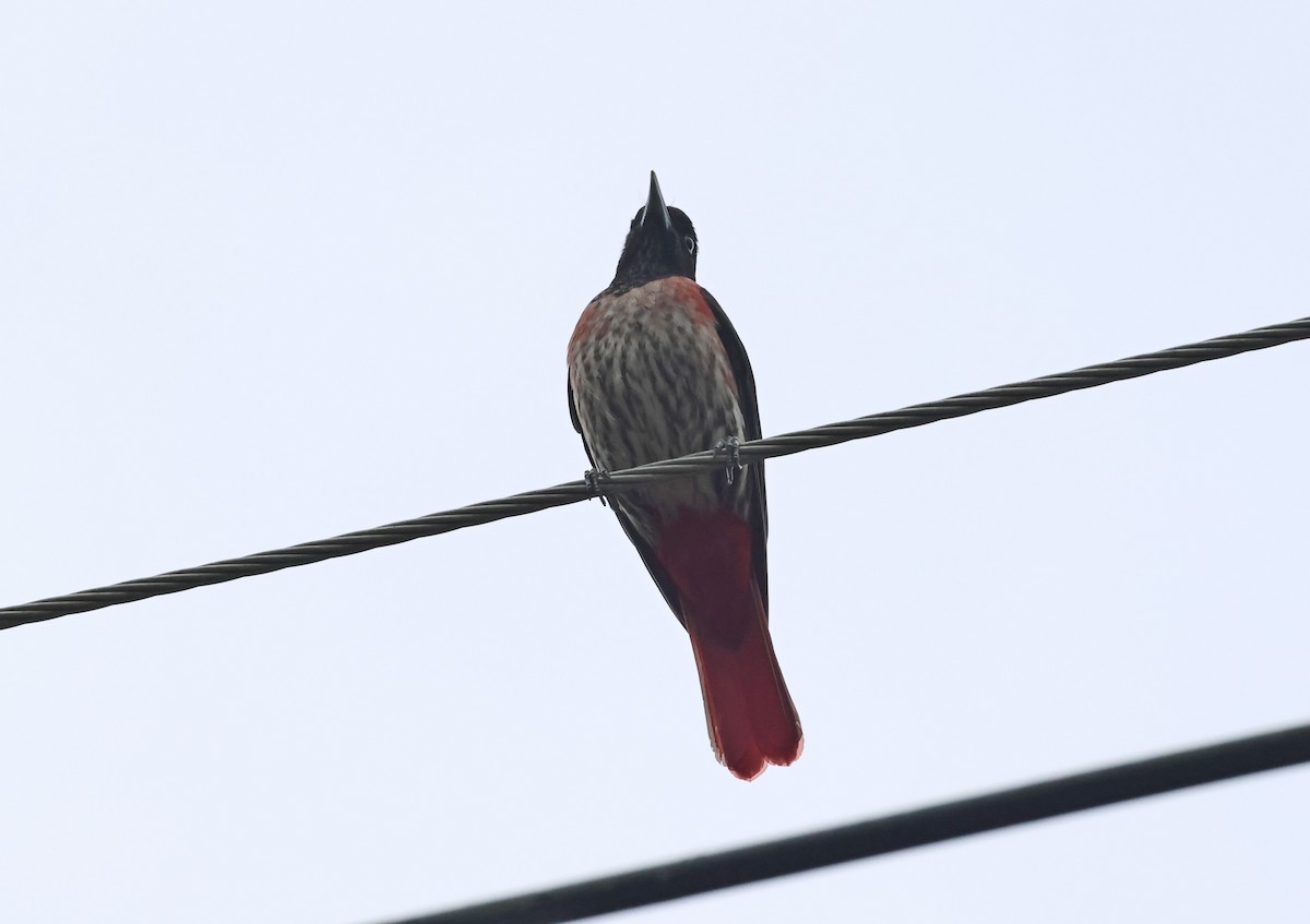 Maroon Oriole - ML647215231