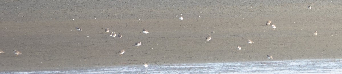 Semipalmated Plover - ML647215233