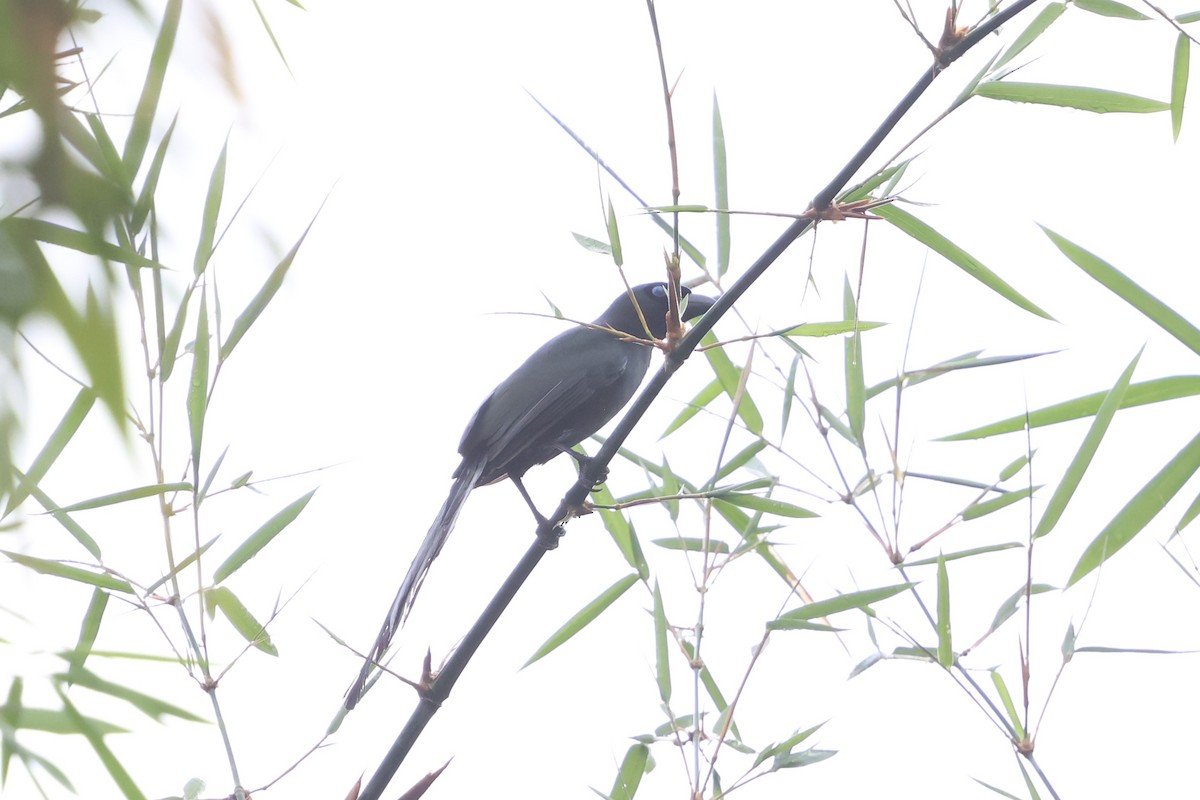 クロラケットオナガ - ML647215234