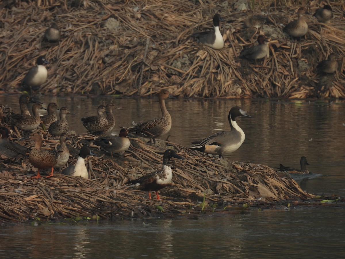 Codone - ML647215235