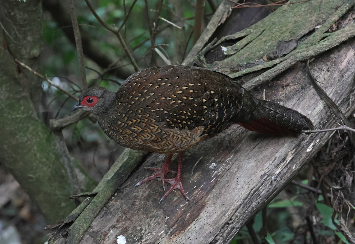 Swinhoe's Pheasant - ML647215249