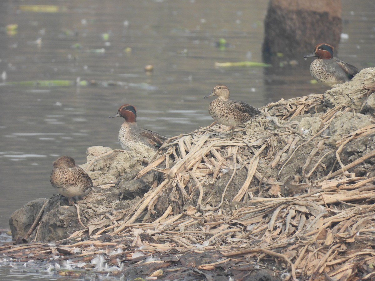 Alzavola - ML647215261