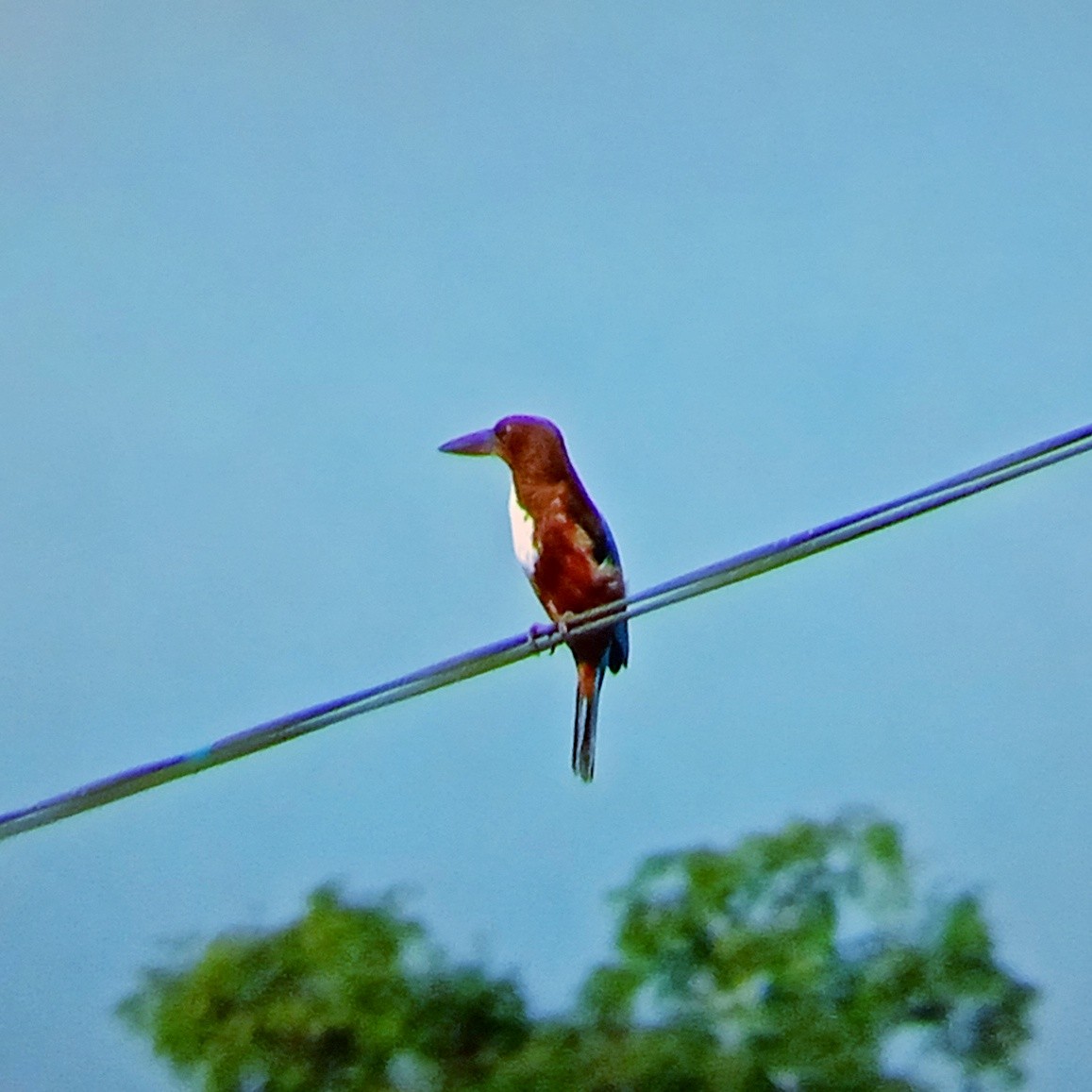 White-throated Kingfisher - ML647215270