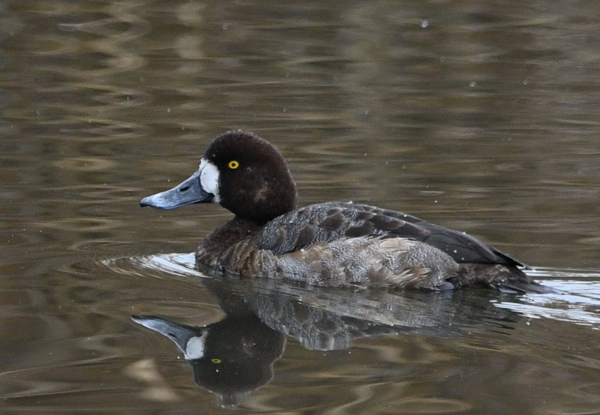 toppand - ML647215273