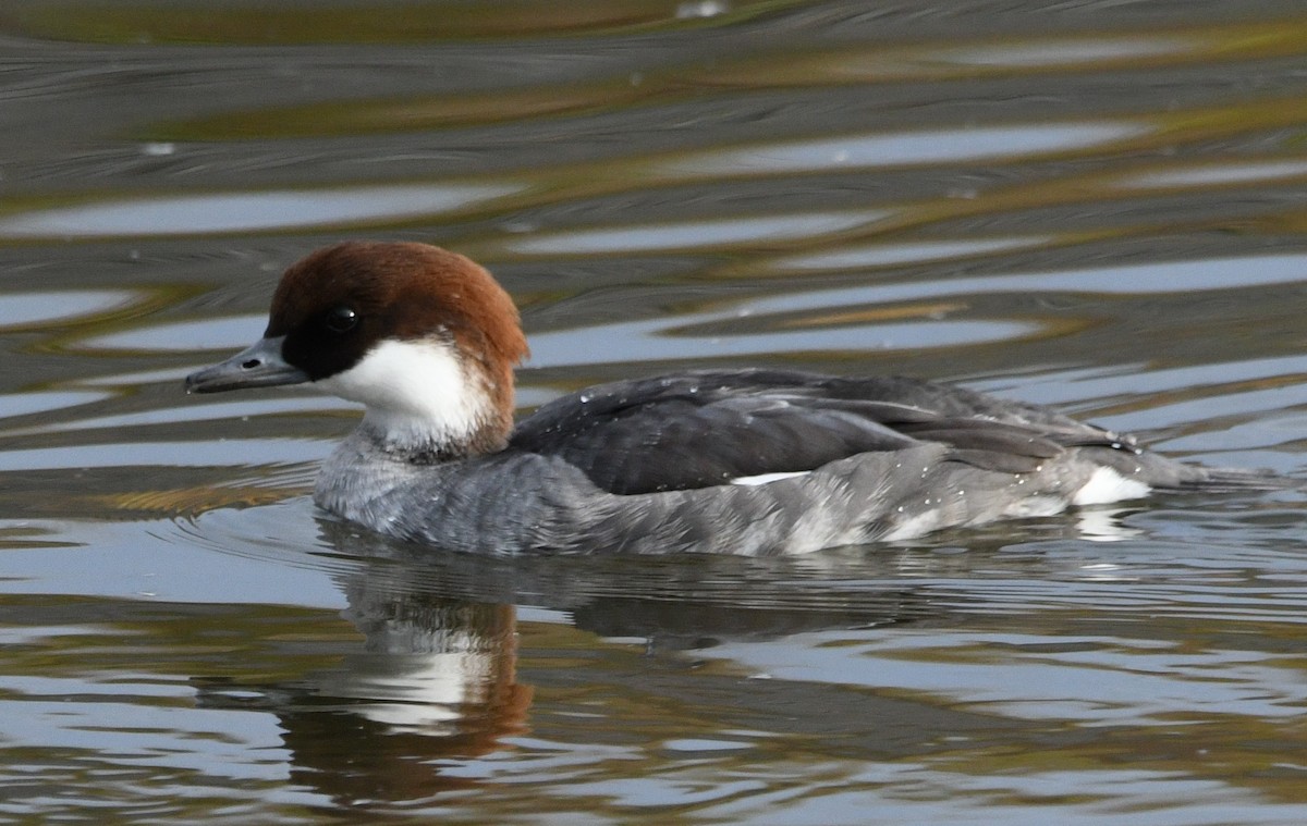 lappfiskand - ML647215279