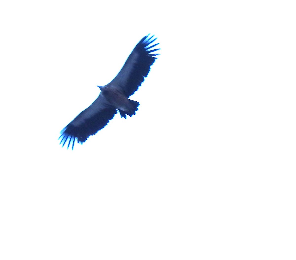 Schneegeier - ML647215280