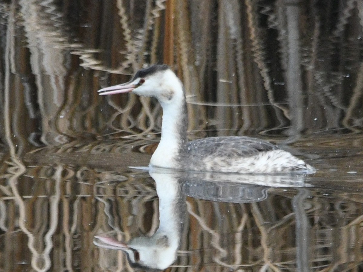 toppdykker - ML647215283