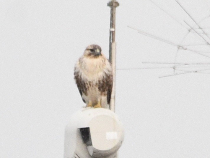 amurvåk - ML647215284