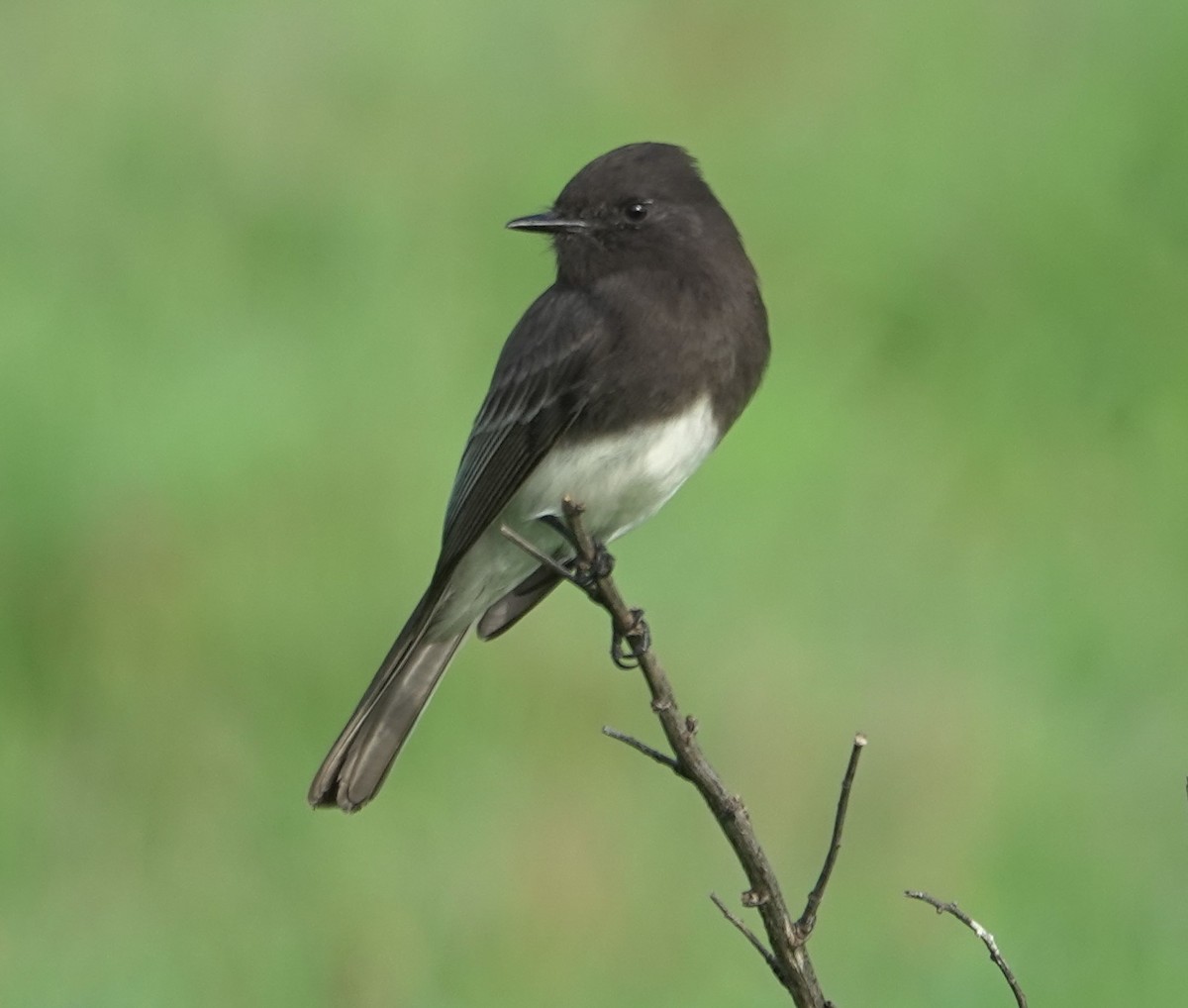 Black Phoebe - ML647215287