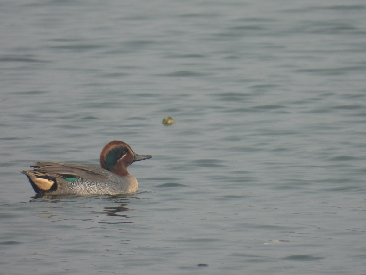 Alzavola - ML647215288