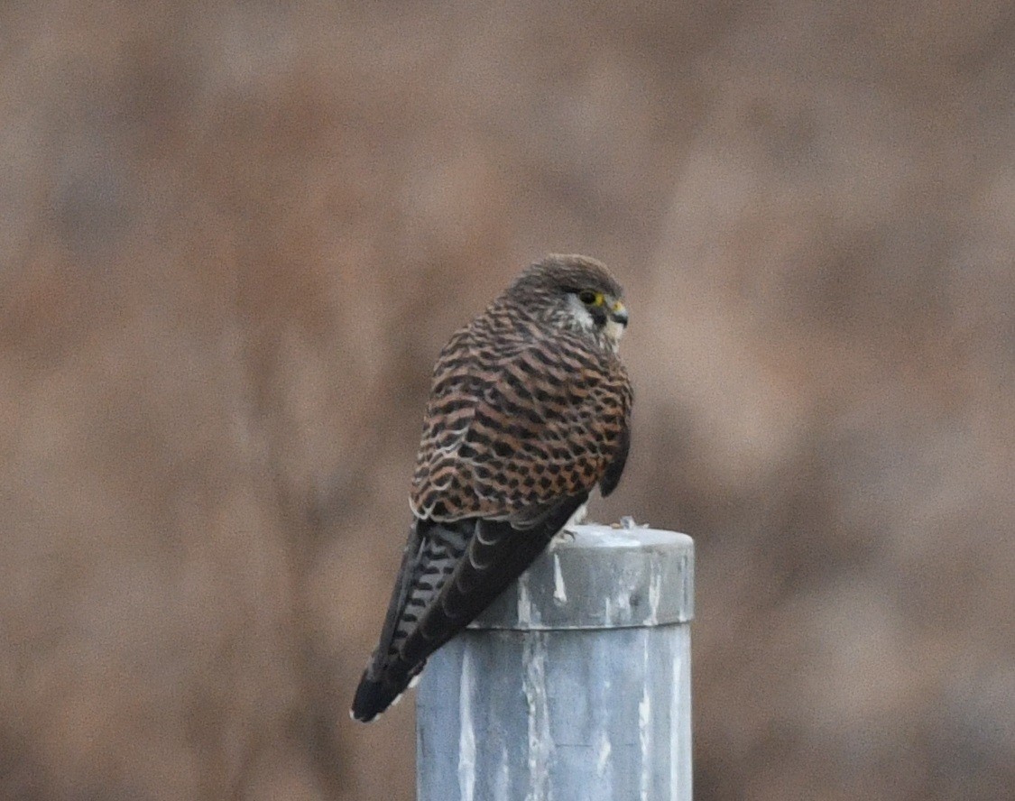 tårnfalk - ML647215291