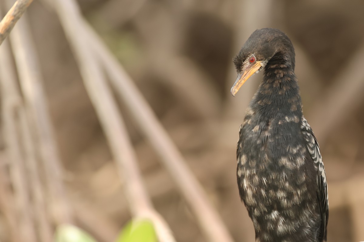 Reed Cormorant - ML647215292