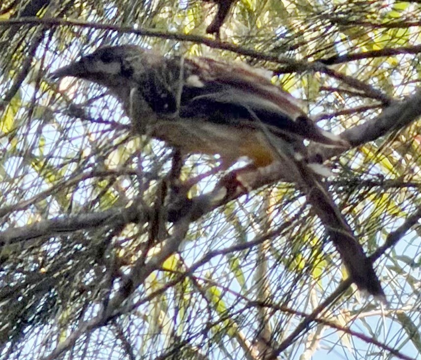 Red Wattlebird - ML647215300