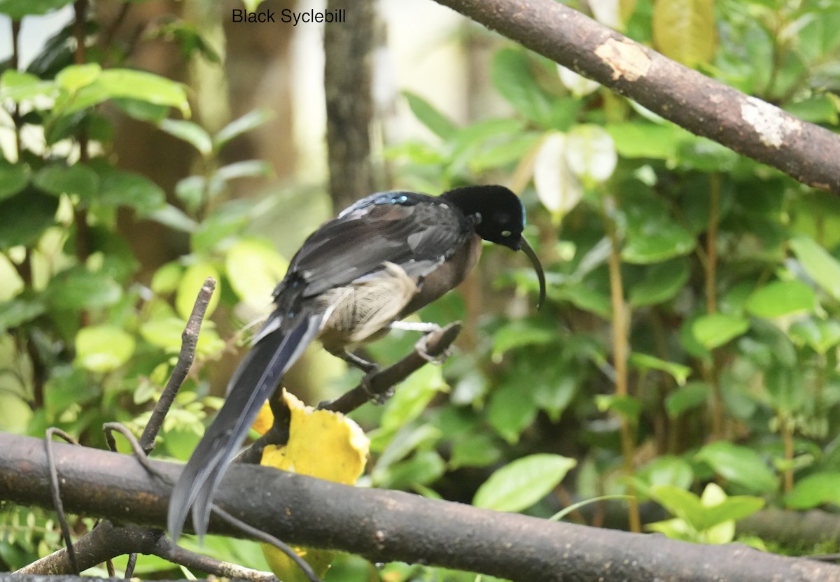 Black Sicklebill - ML647215301