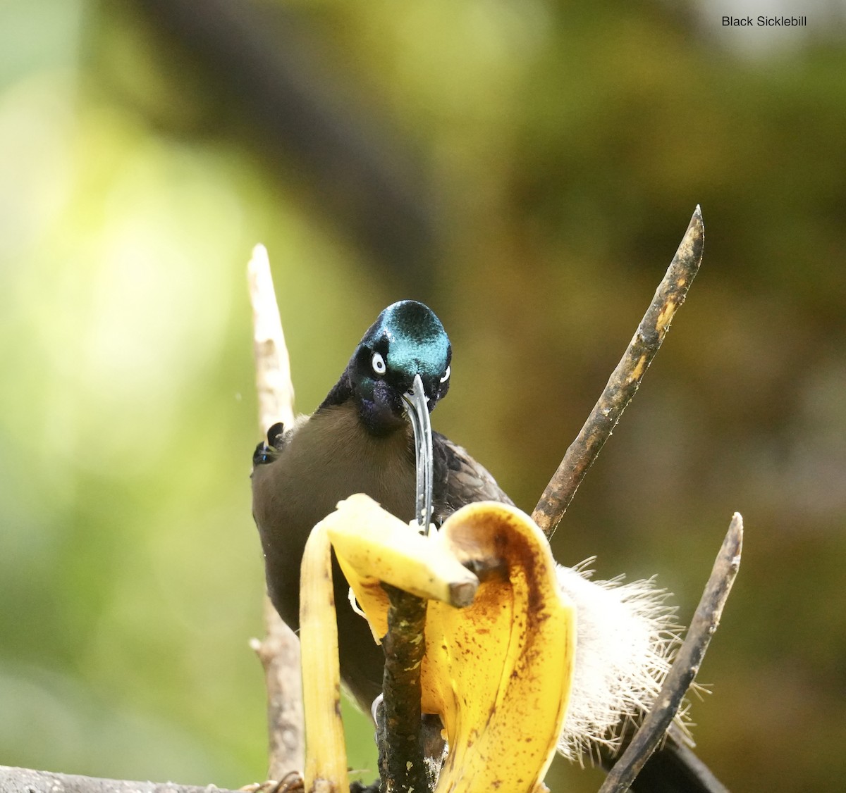 Black Sicklebill - ML647215308