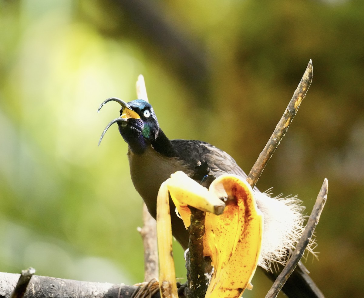 Black Sicklebill - ML647215310