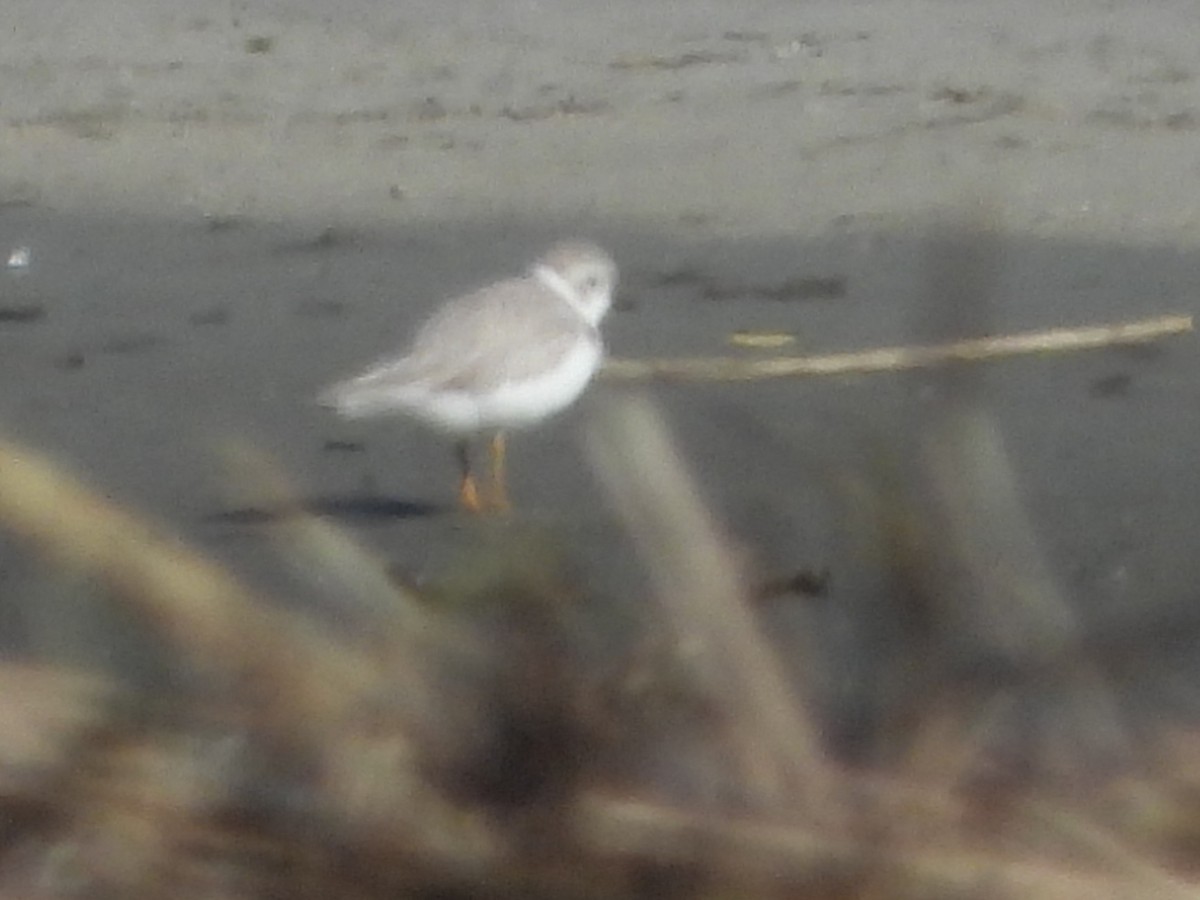 Flötenregenpfeifer - ML647215311