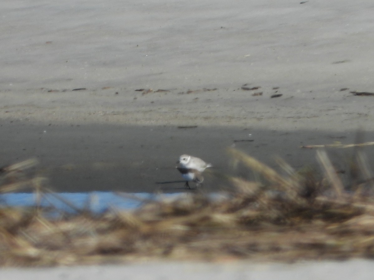 Flötenregenpfeifer - ML647215312